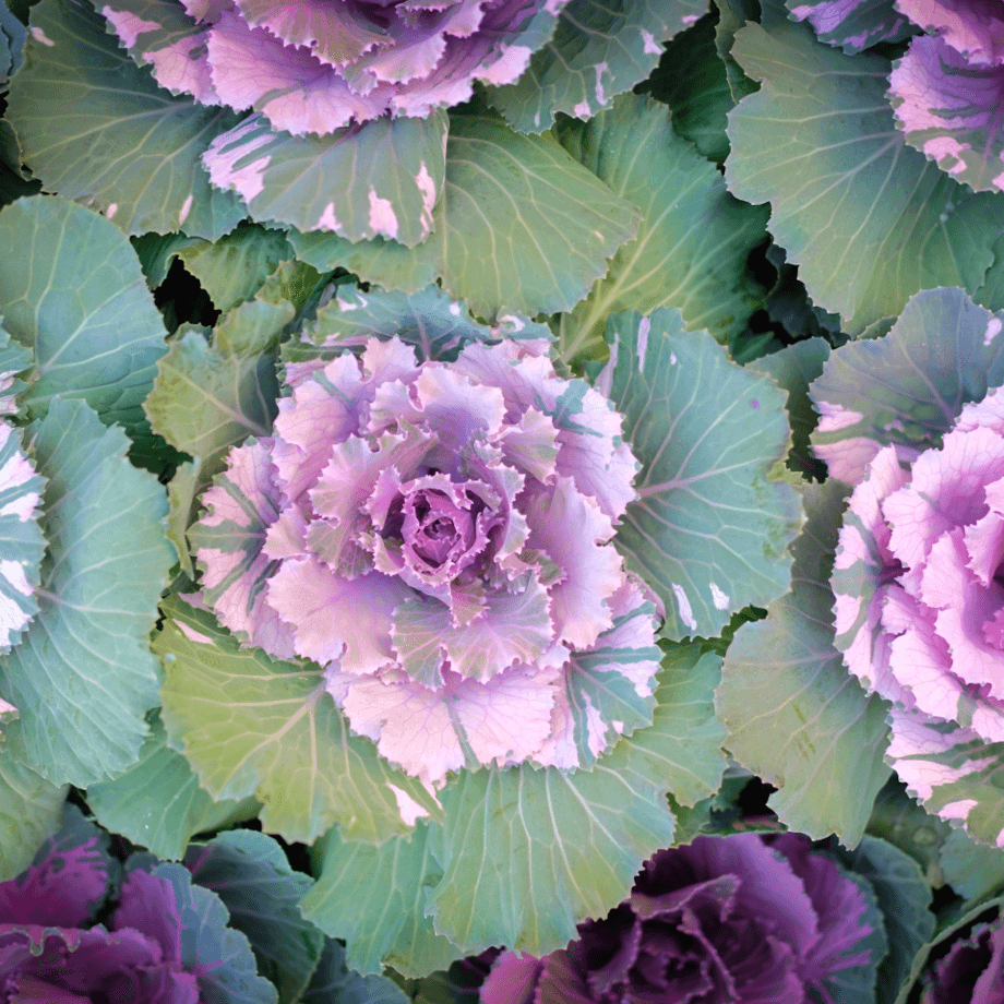 Ornamental Kale seeds growing guide