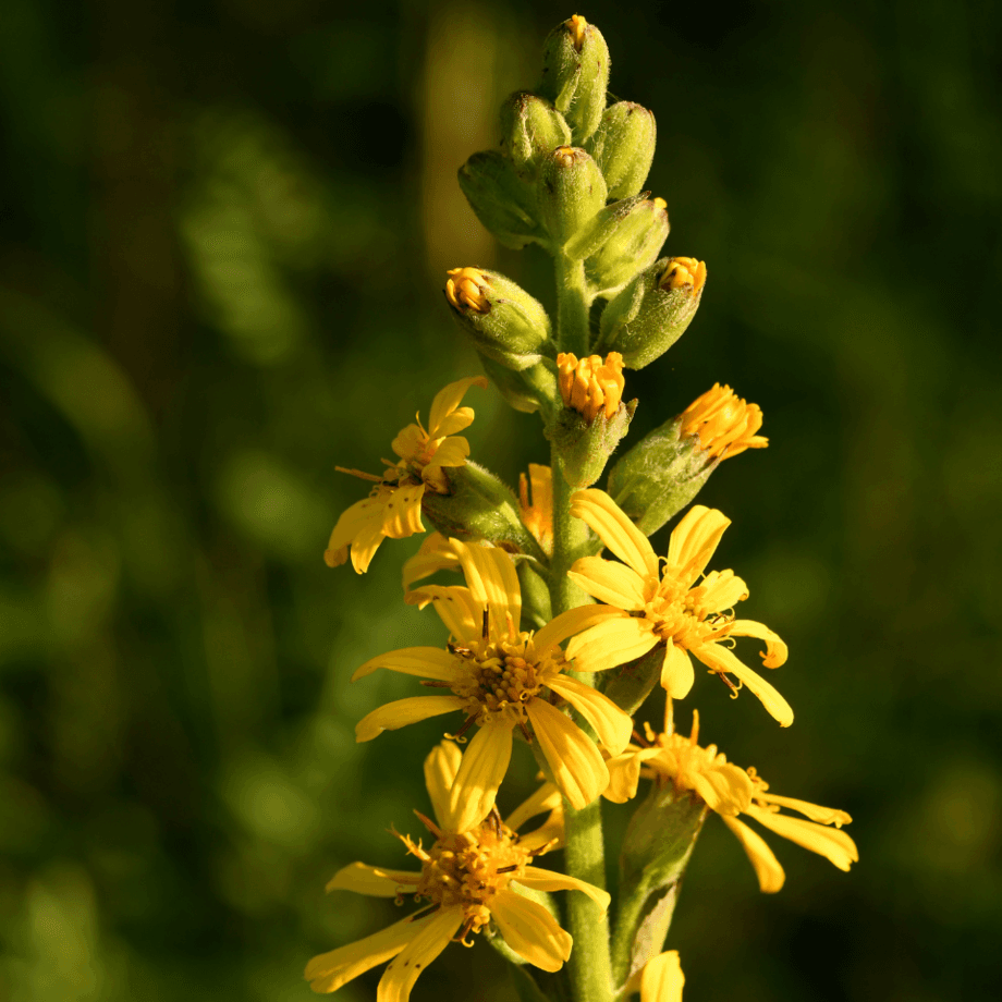 Goldenrod seeds growing guide