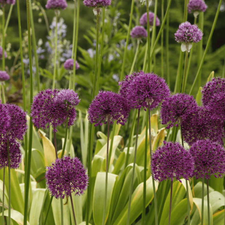 Allium seeds growing guide