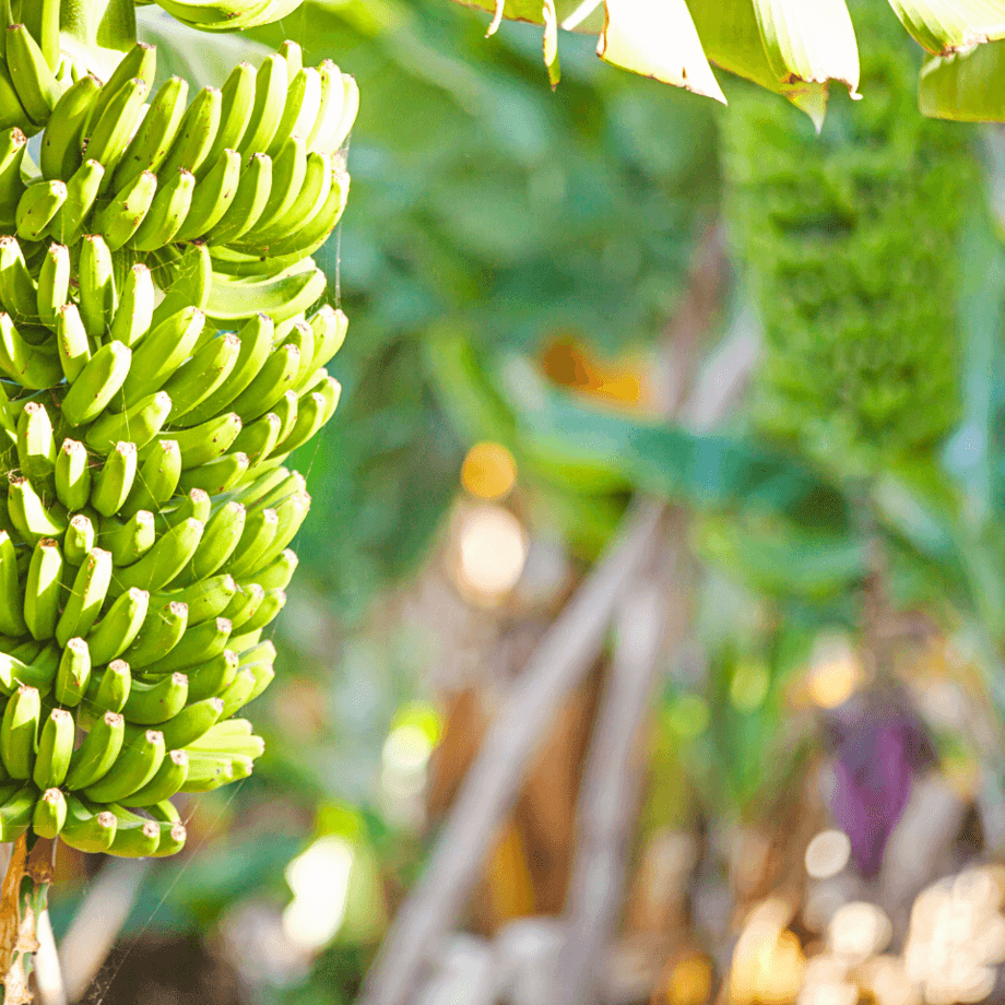Banana seeds growing guide