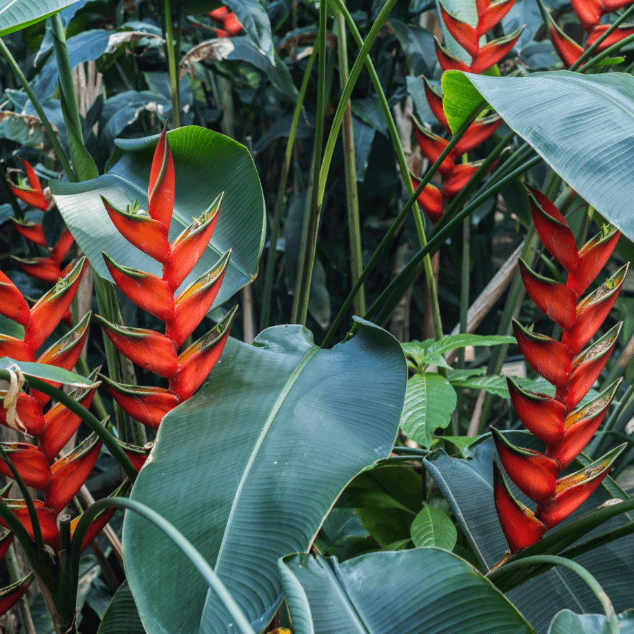 Heliconia seeds growing guide