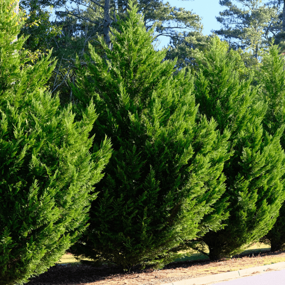 Cypress seeds growing guide