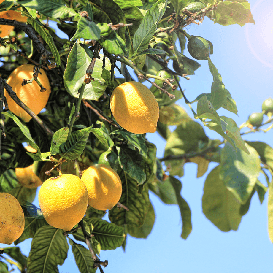 Lemon seeds growing guide