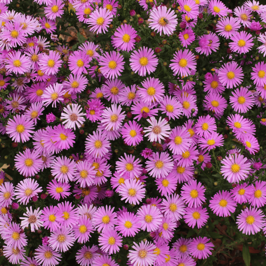 Alpine aster seeds growing guide