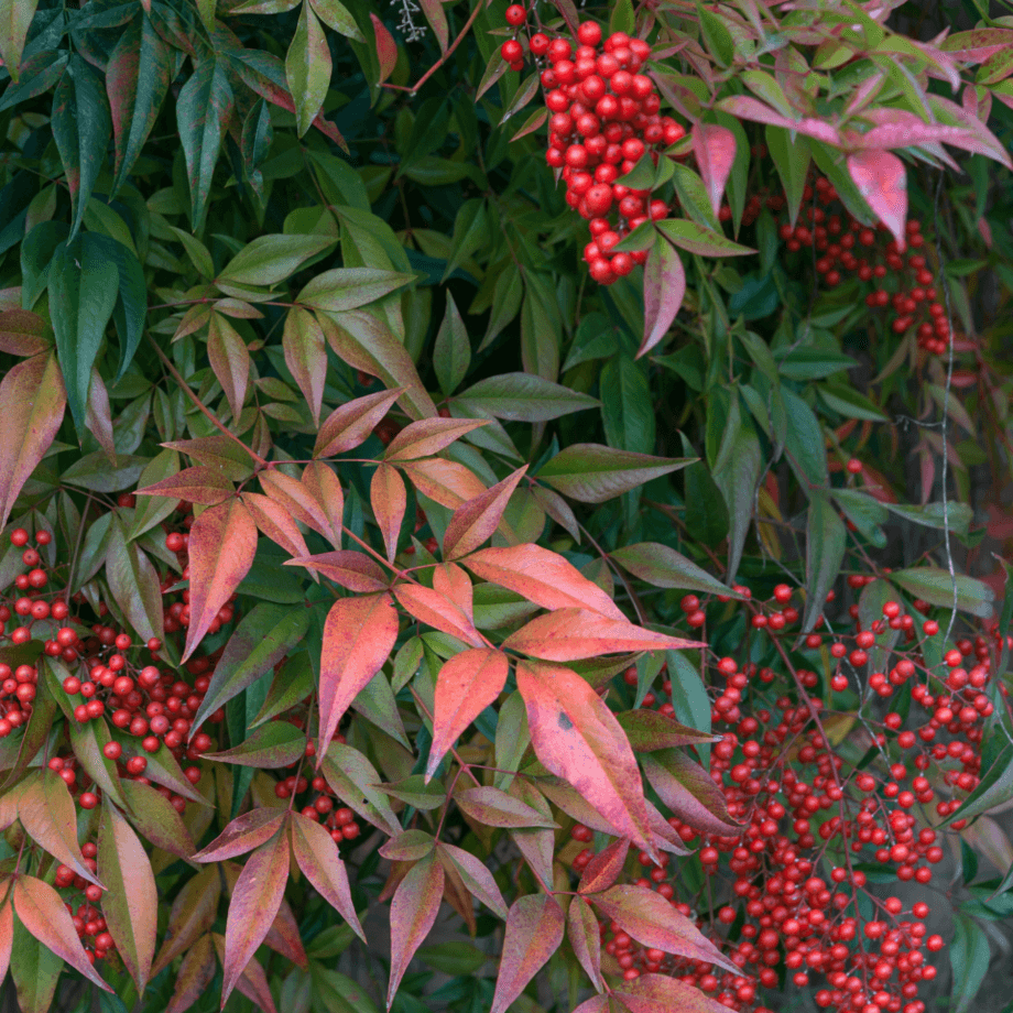 Nandina seeds growing guide