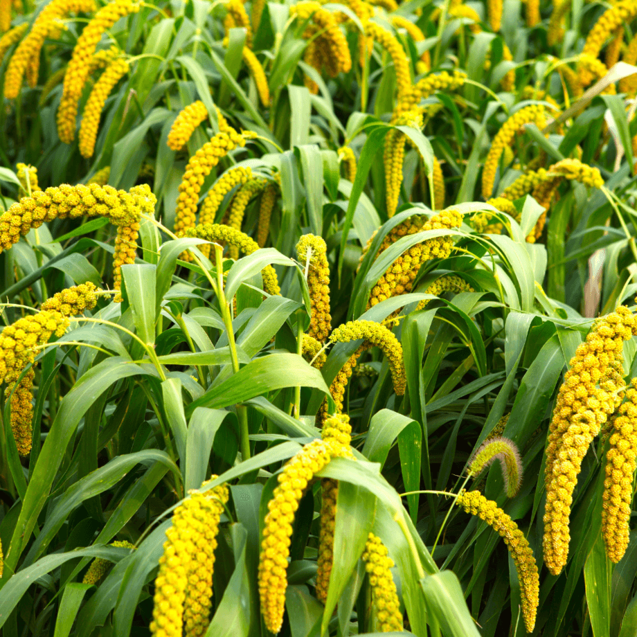 Millet seeds growing guide