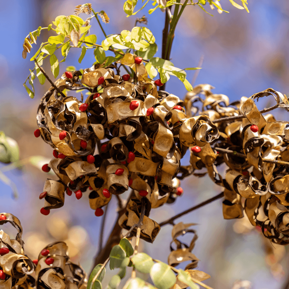 Adenanthera pavonina seeds growing guide