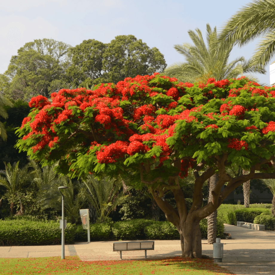 Delonix Regia seeds growing guide