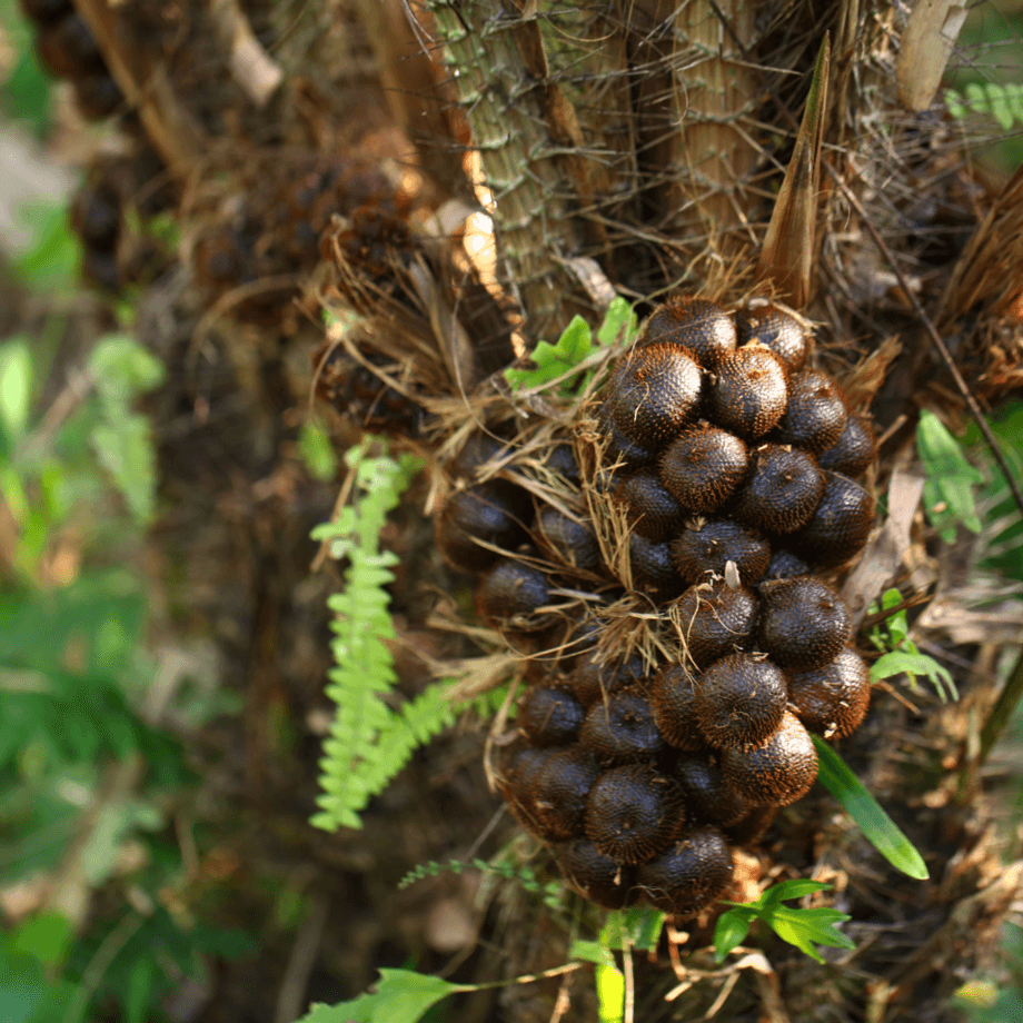 Salacca seeds growing guide