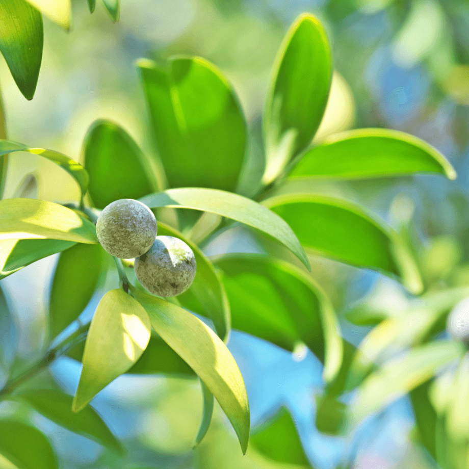 Nageia nagi seeds growing guide