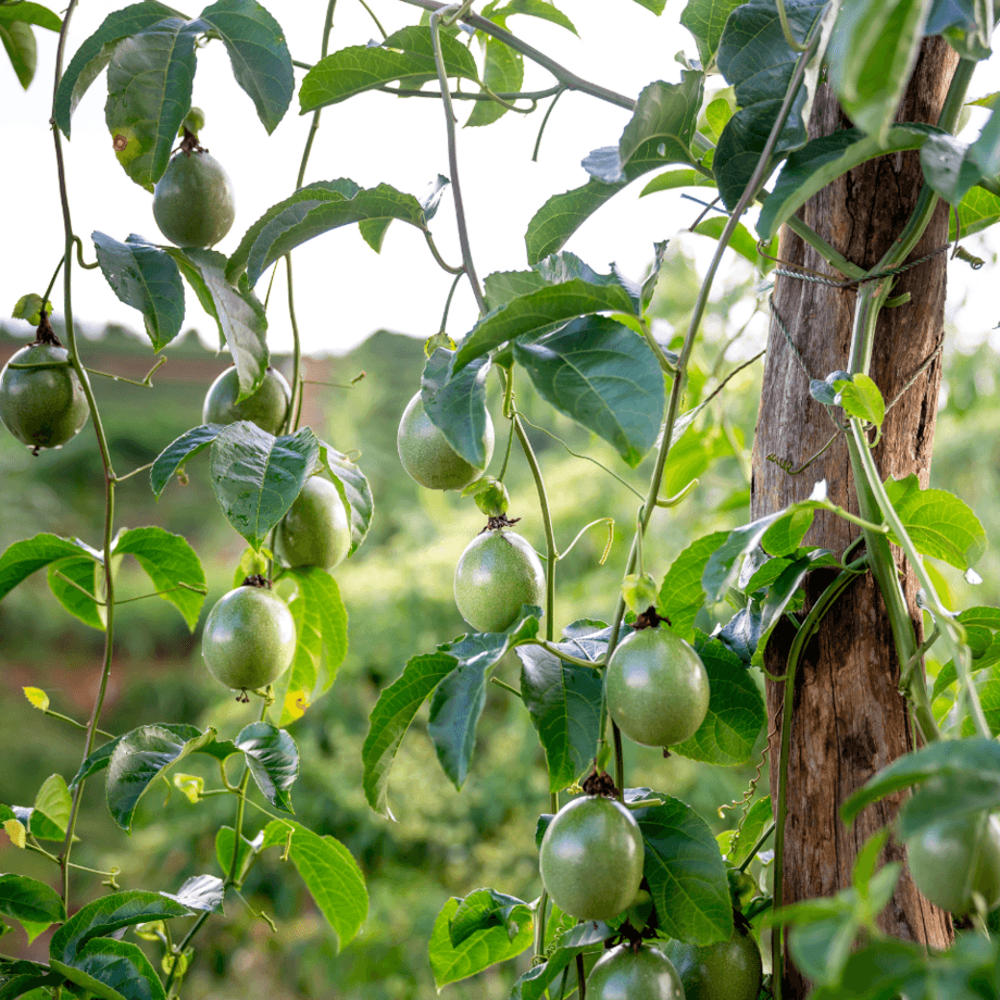 Passion fruit seeds growing guide