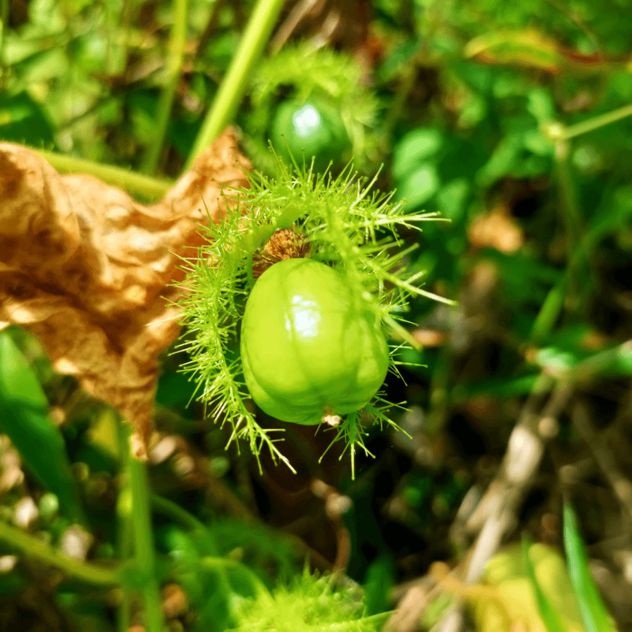 Passionflower seeds growing guide