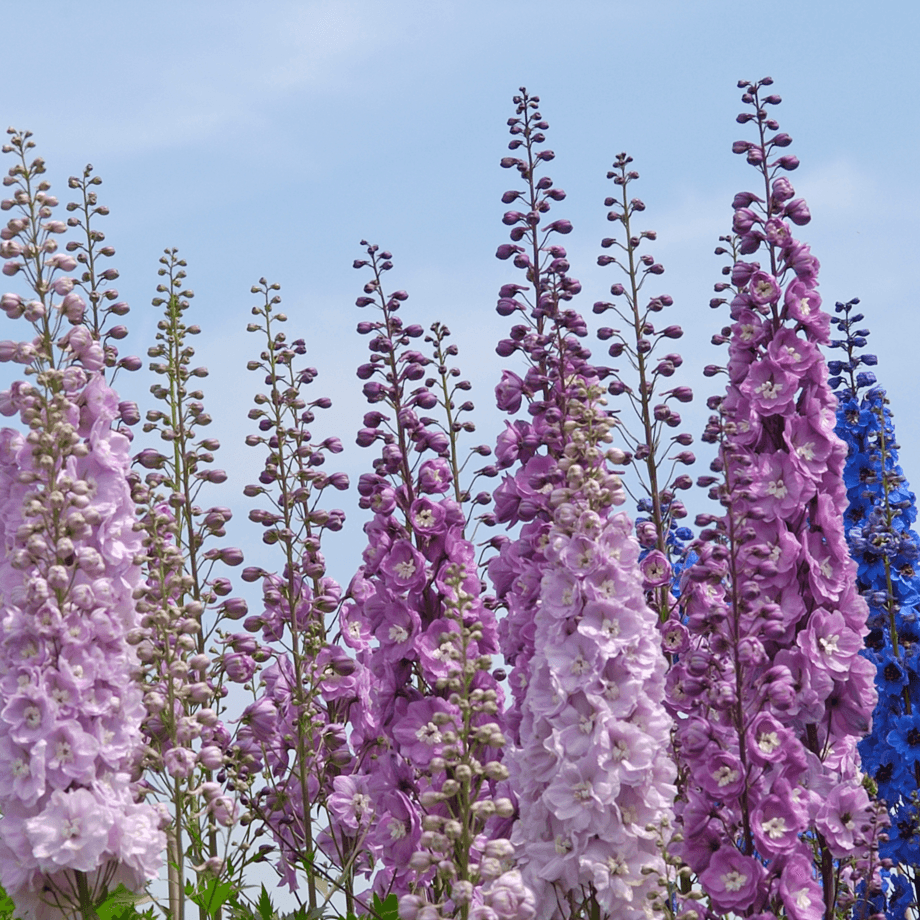 Larkspur seeds growing guide