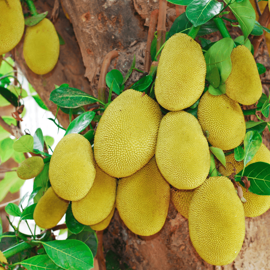 Jackfruit seeds growing guide