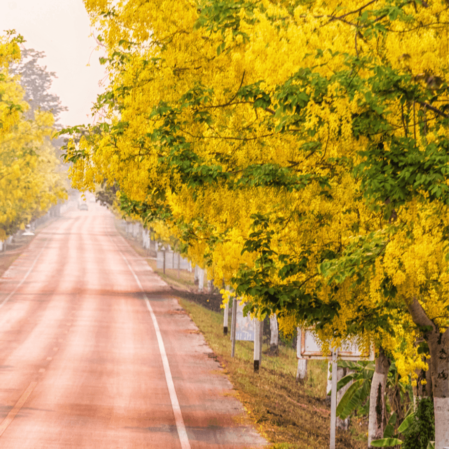 Cassia seeds growing guide