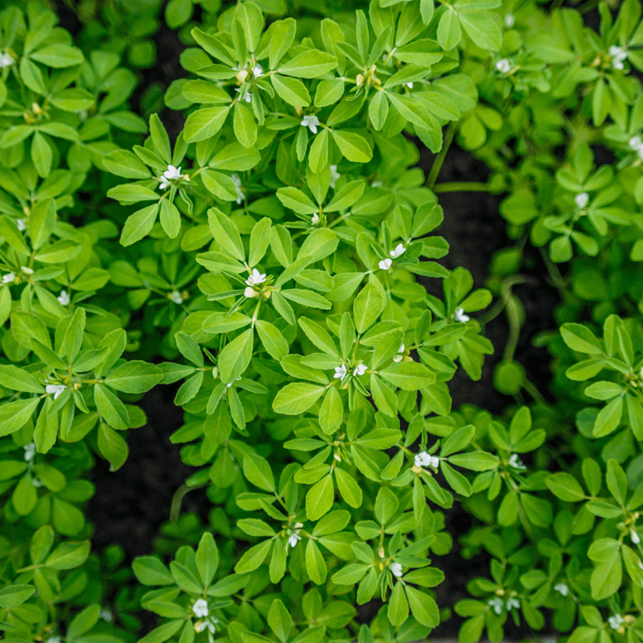 Fenugreek seeds growing guide