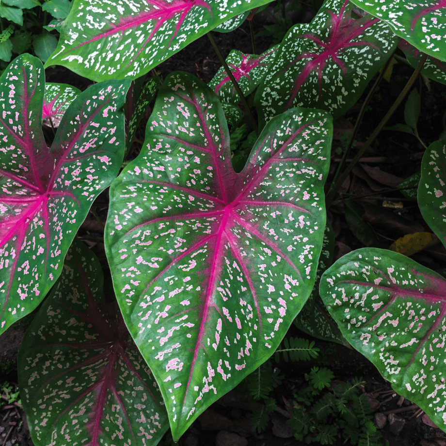 Caladium seeds growing guide