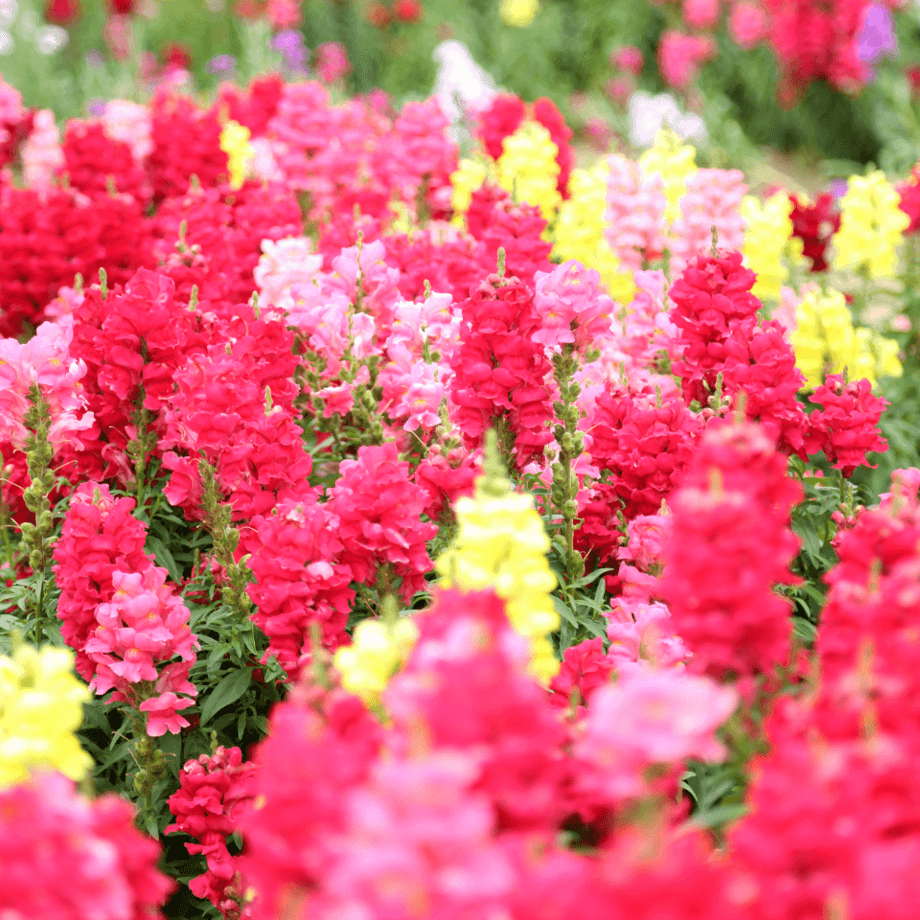 Snapdragon seeds growing guide