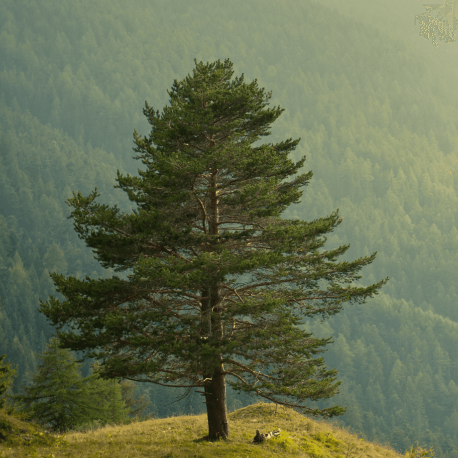 Pine seeds growing guide