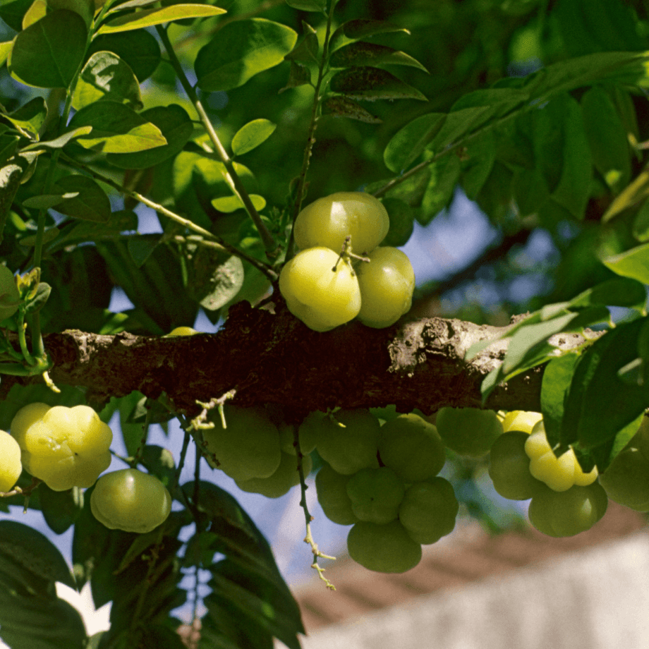 Amla seeds growing guide
