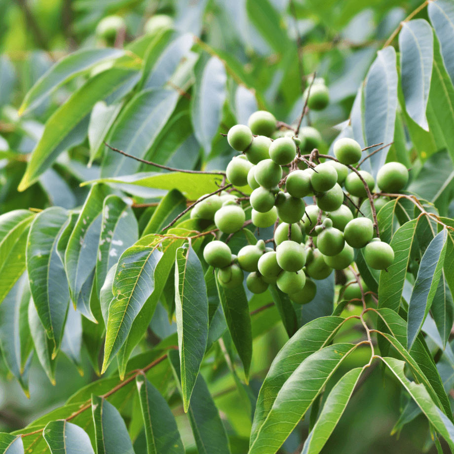 Sapindus seeds growing guide