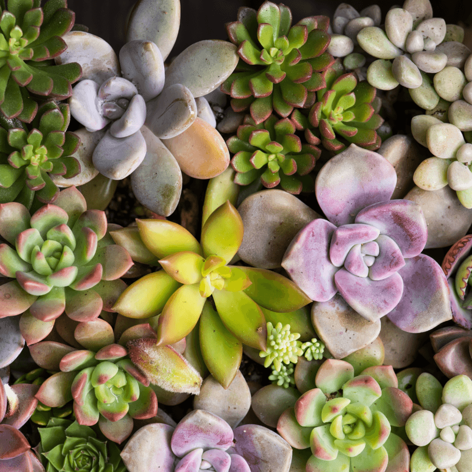 Succulents seeds growing guide