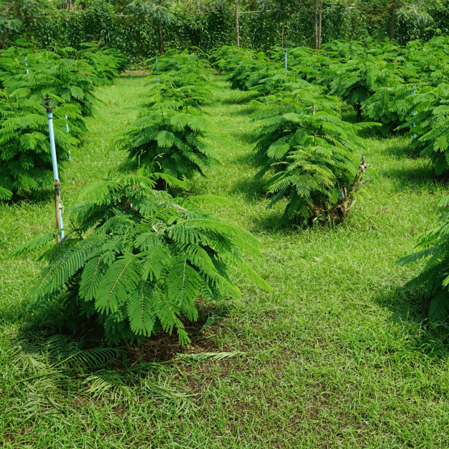 Senegalia seeds growing guide