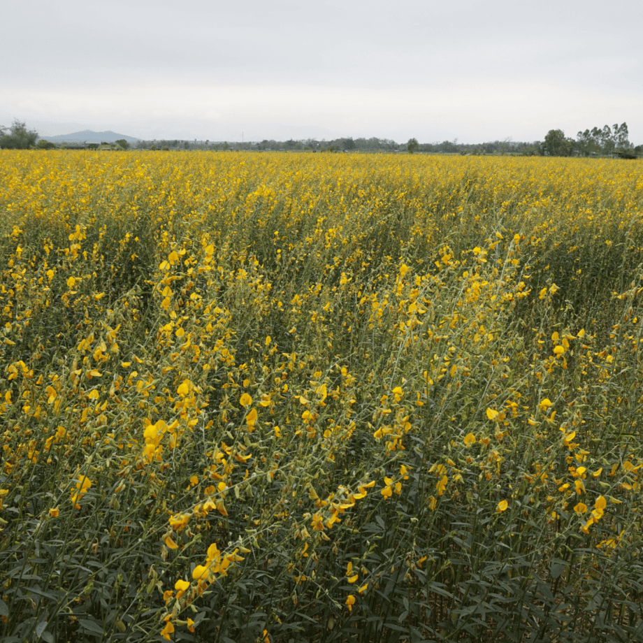 Crotalaria juncea seeds growing guide