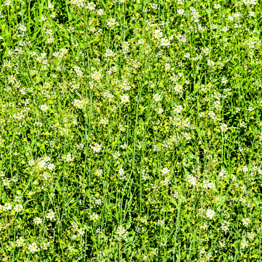 Shepards purse seeds growing guide