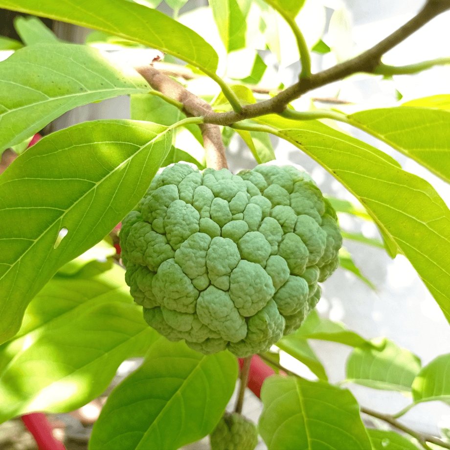 Annona seeds growing guide