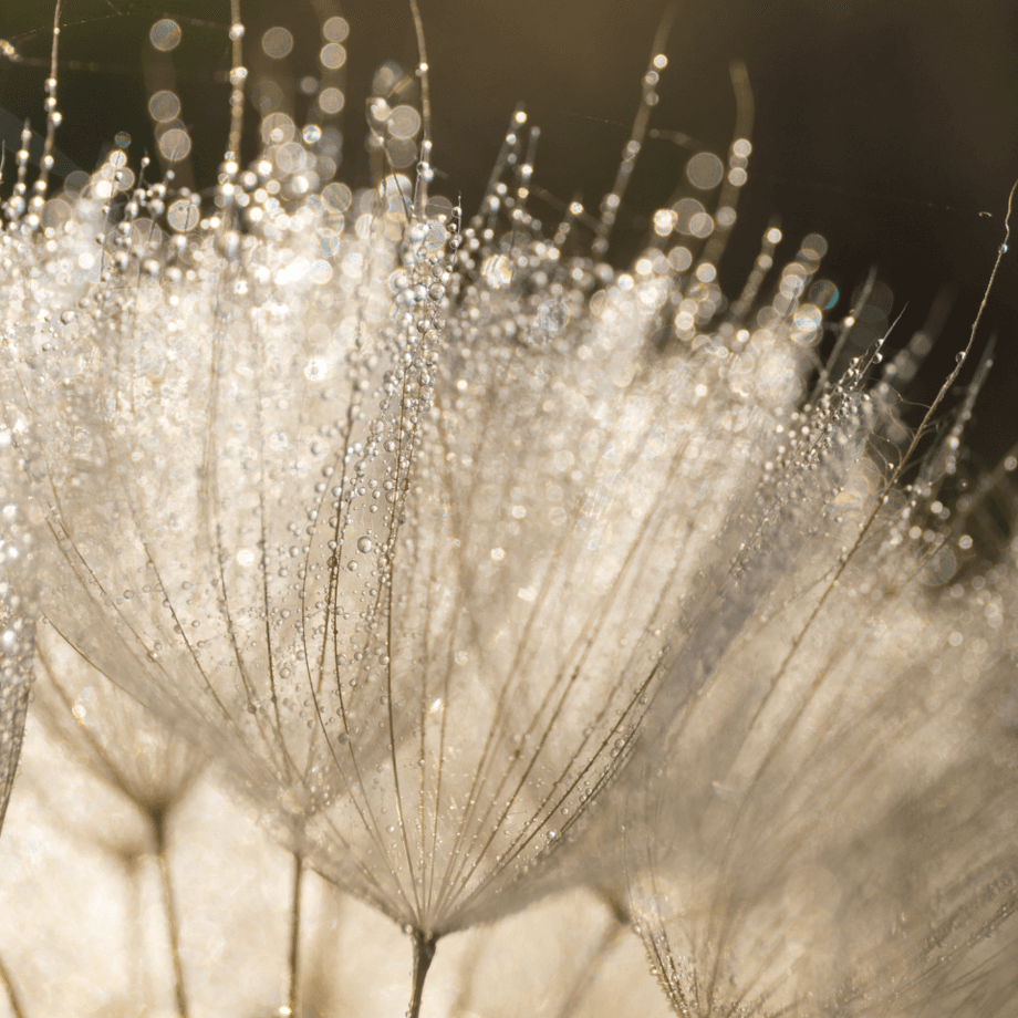 Meadow salsify seeds growing guide
