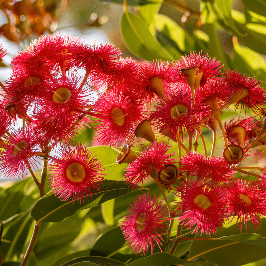 Corymbia foelscheana seeds growing guide
