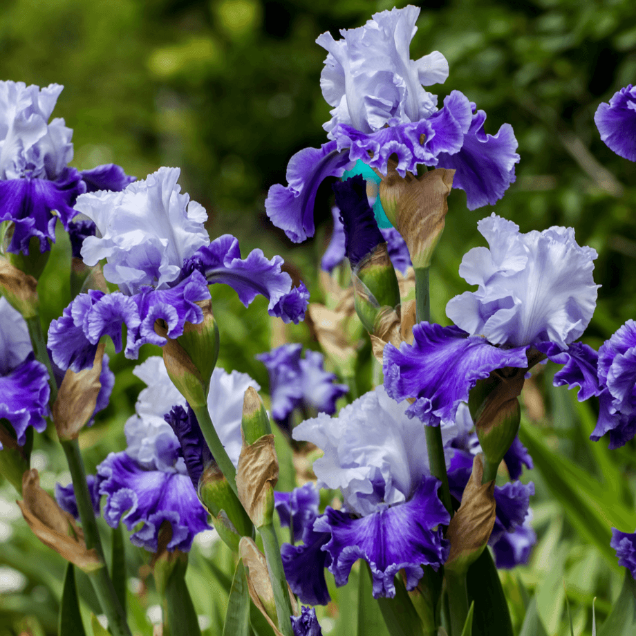 Iris seeds growing guide