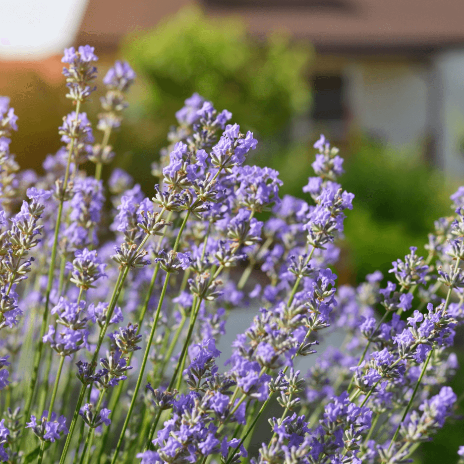 Lavandula seeds growing guide