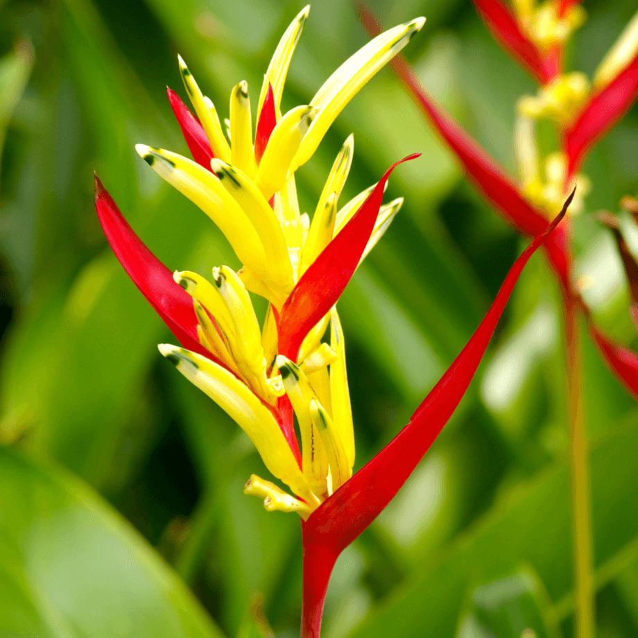 Parrot seeds growing guide