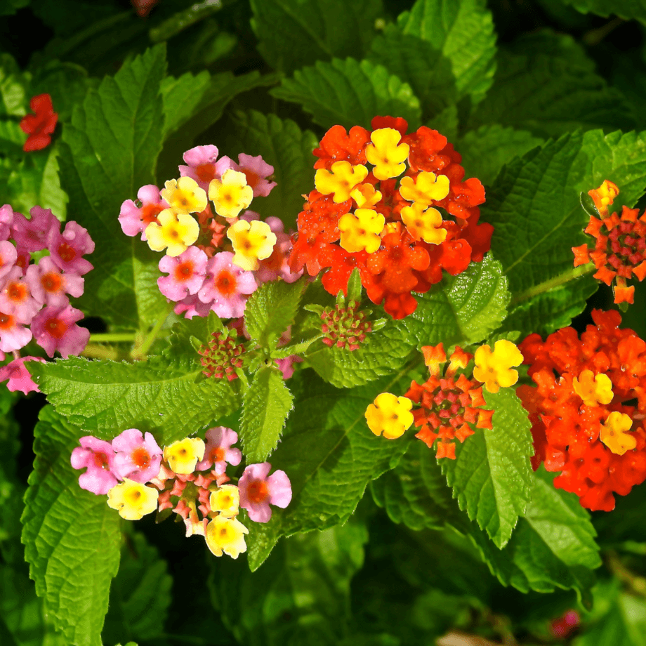 Lantana seeds growing guide