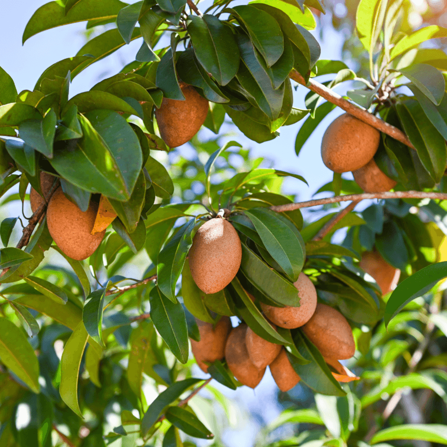 Sapodilla seeds growing guide