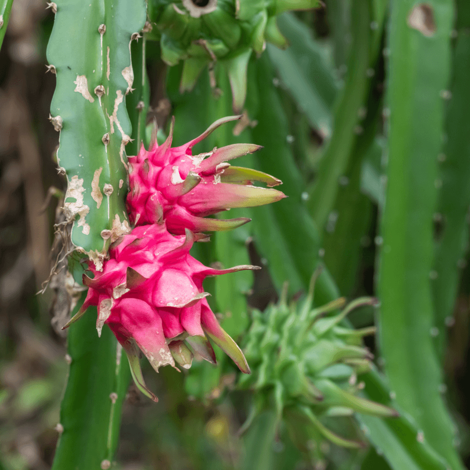 Dragon fruit seeds growing guide