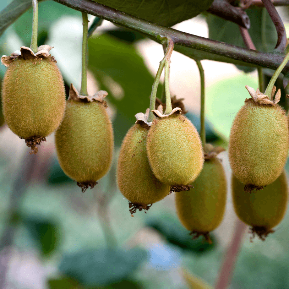 Kiwi seeds growing guide