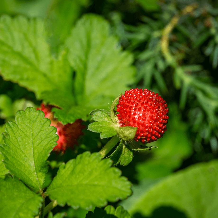 Duchesnea seeds growing guide