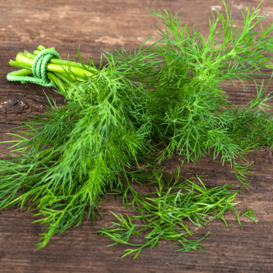 Dill seeds growing guide