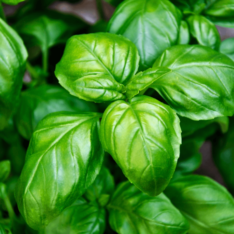 Basil seeds growing guide