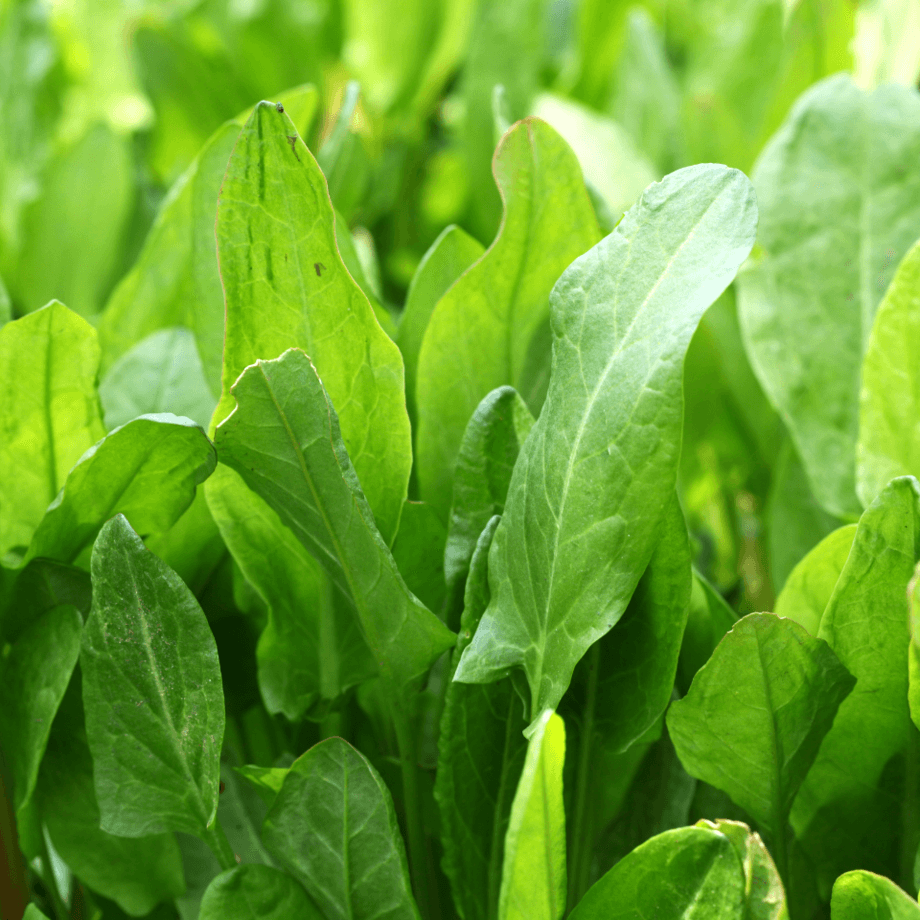 Bitter dock seeds growing guide