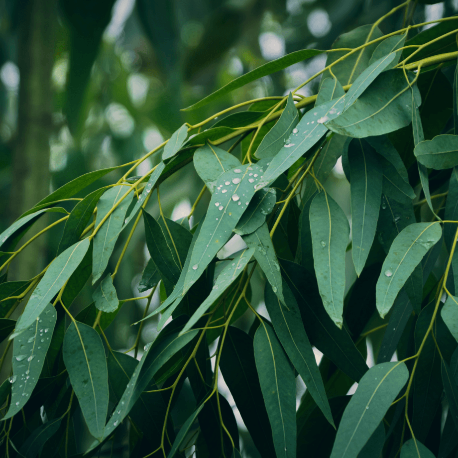 Eucalyptus seeds growing guide