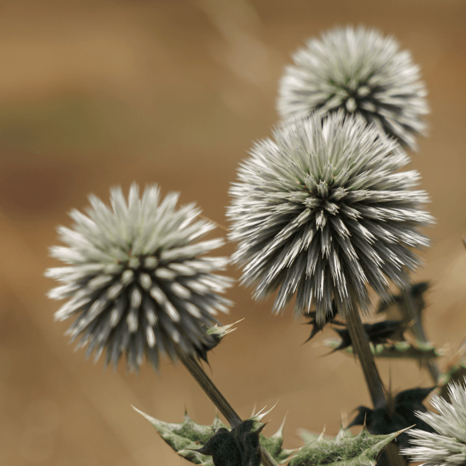 Echinops sphaerocephalus seeds growing guide