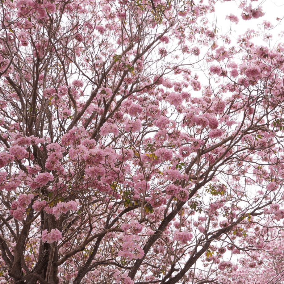 Tabebuia Avellanedae seeds growing guide