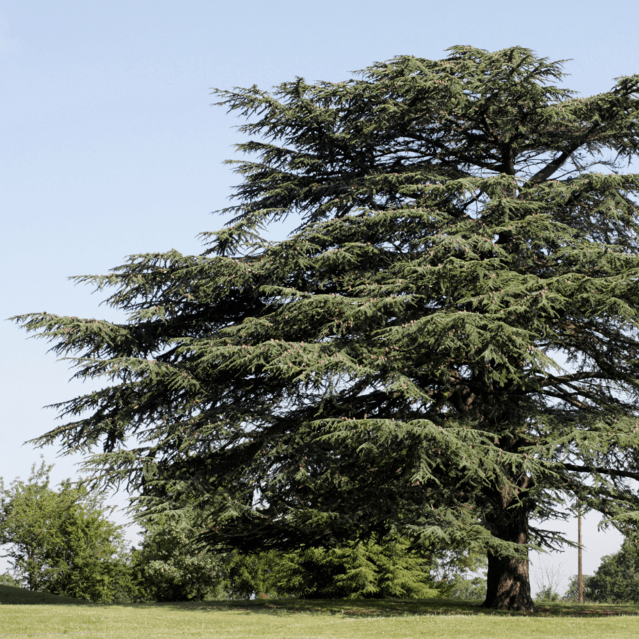 Cedar seeds growing guide