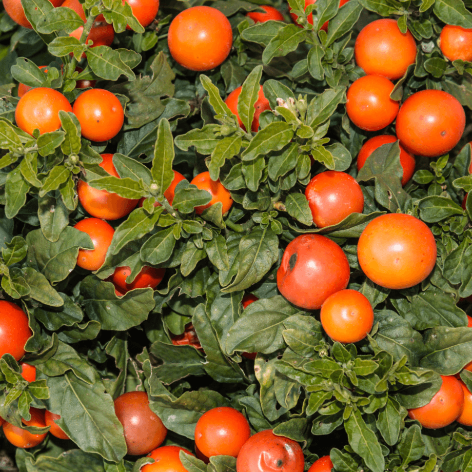 Solanum pseudocapsicum seeds growing guide