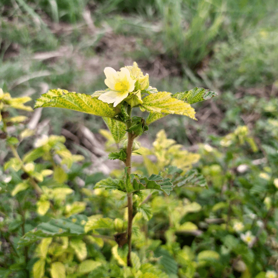 Sida cordifolia seeds growing guide