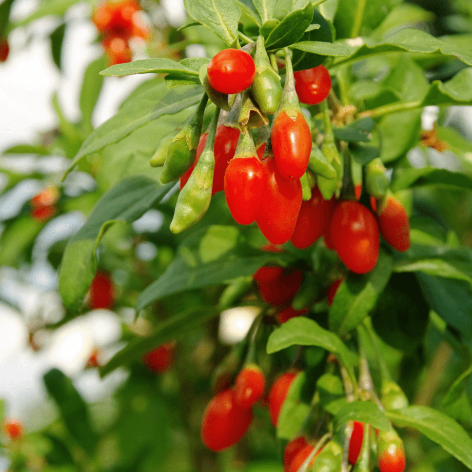 Goji seeds growing guide
